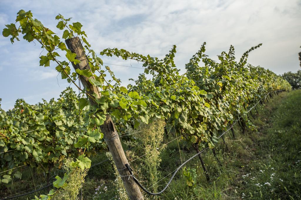Il Pianetto Agroturismo *
